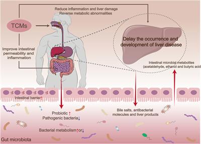 Modulatory effects of traditional Chinese medicines on gut microbiota and the microbiota-gut-x axis